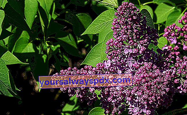 Ungu biasa (Syringa vulgaris), aroma musim bunga