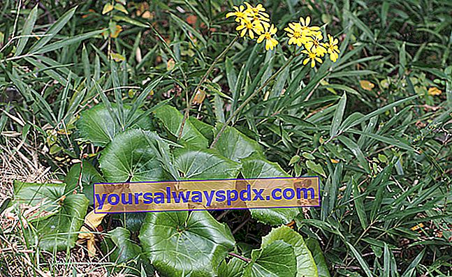 장식용 단풍이있는 팬더 식물 (Farfugium japonicum)