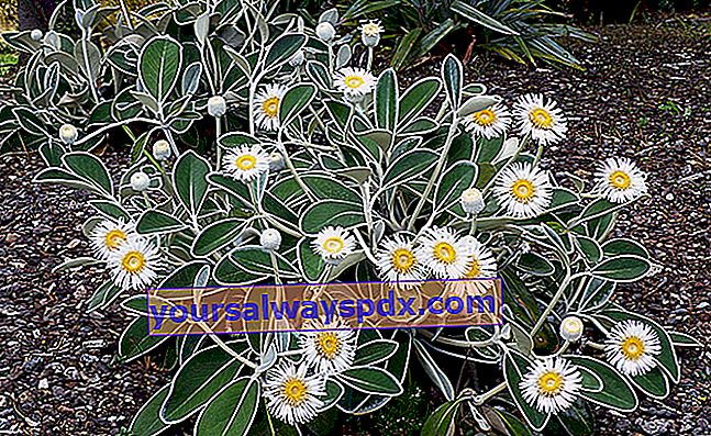 Marguerite Selandia Baru (Pachystegia insignis),