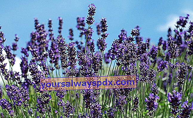 Lavendel (Lavandula angustifolia), um Wäsche zu parfümieren