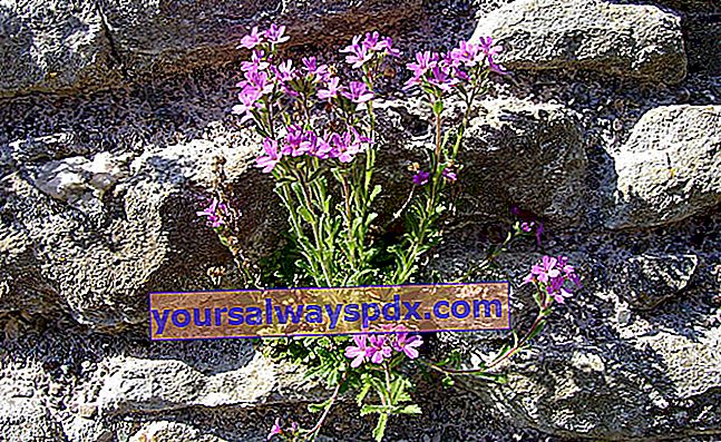 Alpesi Erine (Erinus alpinus) a hideg éghajlatú kertekhez