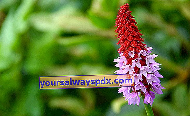 습지 앵초 (Primula vialii), 신부 Vial의 앵초