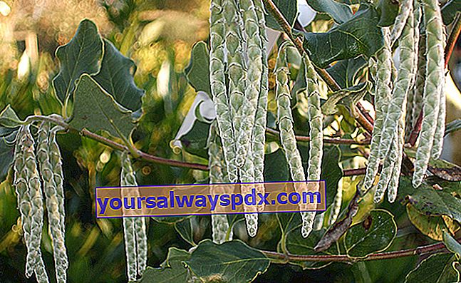 Garrya daun elips (Garrya elliptica) dan catkins gantung