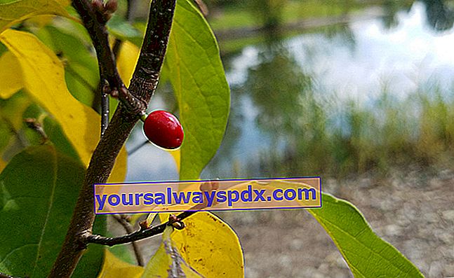 アメリカの月桂樹の真っ赤な果物