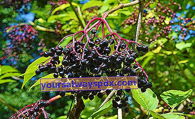 Arbusto di sambuco nero (Sambucus nigra) in giardino