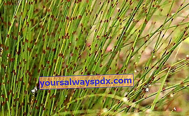 Schotse duizendknoop (Persicaria scoparium equisetiformis)