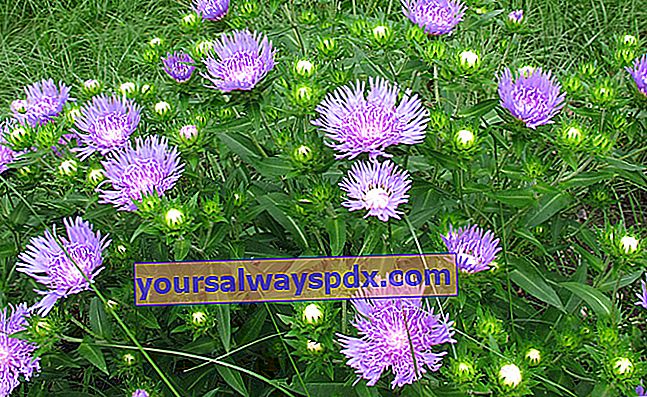 Amerikaanse bosbes (Stokesia laevis) of Chinese Aster