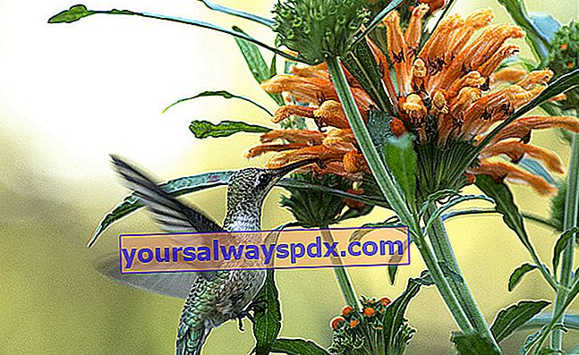 Ekor singa (Leonotis leonorus), bunga yang tidak biasa