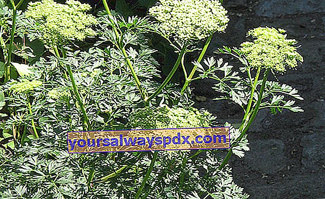 Peterseli Baltik (Cenolophium denudatum), umbellifera yang paling indah