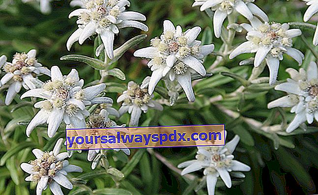 Edelweiss (Leontopodium alpinum), symbolsk bjergblomst