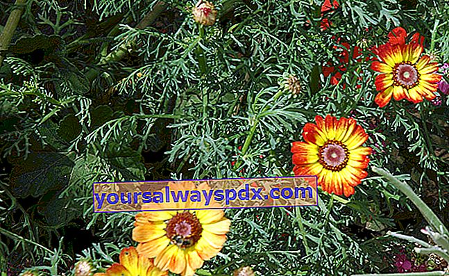 Afskallet krysantemum (Chrysanthemum carinatum eller Ismelia carinata)