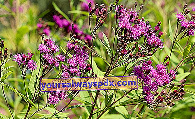 Vernonia (Vernonia noveboracensis), 프릴 보라색 꽃