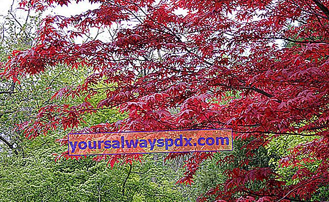 Japanischer Ahorn mit roten Blättern