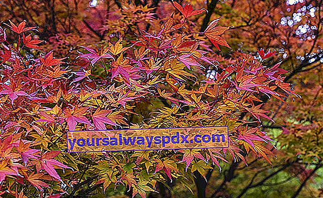 Maple Jepang (Acer palmatum), untuk keindahan daunnya yang berwarna merah