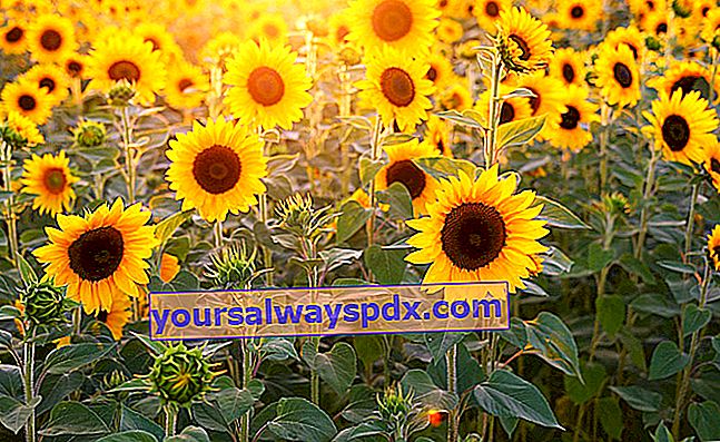 Bunga Matahari (Helianthus), bunga matahari