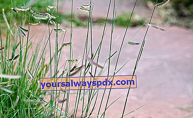 Bouteloua gracilis, originalt och dekorativt gräs