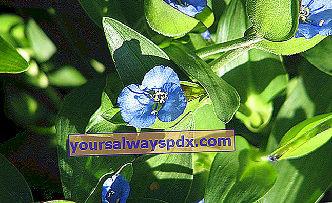 Commeline berbiji dengan bunga biru halus