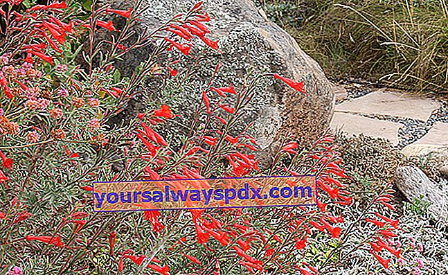 California Fuchsia (Zauschneria californica) สำหรับสวนแห้ง