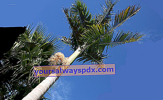 King palm (Archontophoenix), majestätisk av sin höjd