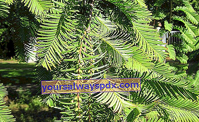 Metasequoia (Metasequoia glyptostroboides), tumbuh sangat cepat