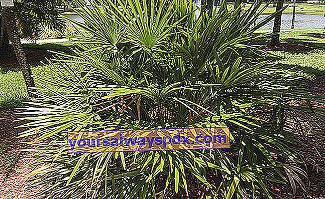 Telapak jarum (Rhapidophyllum hystrix) atau palma landak