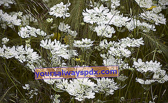 Caucalis berbunga besar (Orlaya grandiflora), untuk tanah kering