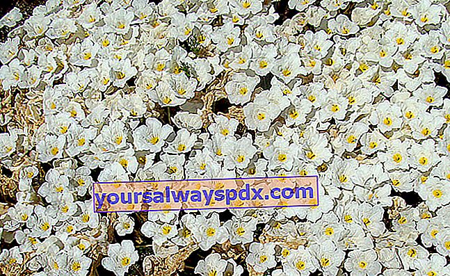Nierembergia merayap (Nierembergia repens) sangat berbunga-bunga di bebatuan
