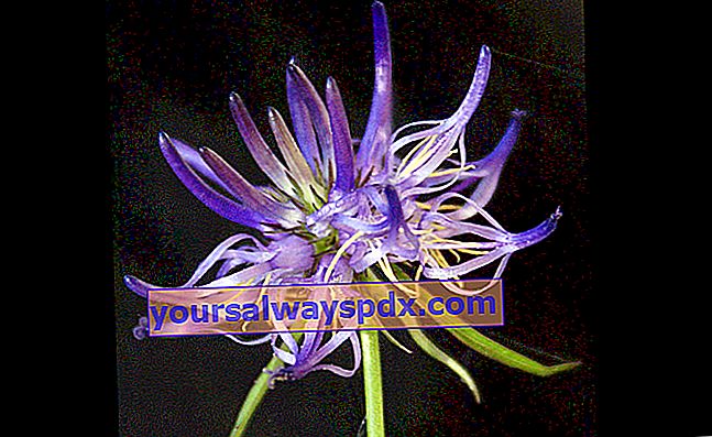פרח הרפונזל הכחול של שויכר