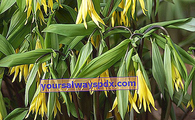 大きな黄色い花がぶら下がっているUvularia（Uvularia grandiflora）