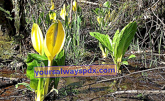 กลิ่นกล้วย (Lysichiton Americanus) กลิ่นหอมสีเหลืองเท็จ