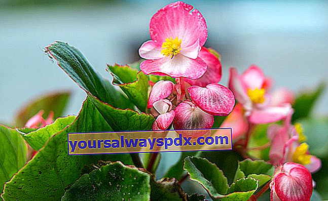 begonia, en årlig med mange former
