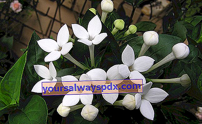 Bouvardia longiflora dengan bunga putih dalam tiub panjang