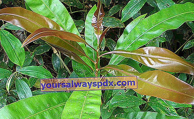 tanaman Azobé muda (Lophira alata), kayu tahan busuk