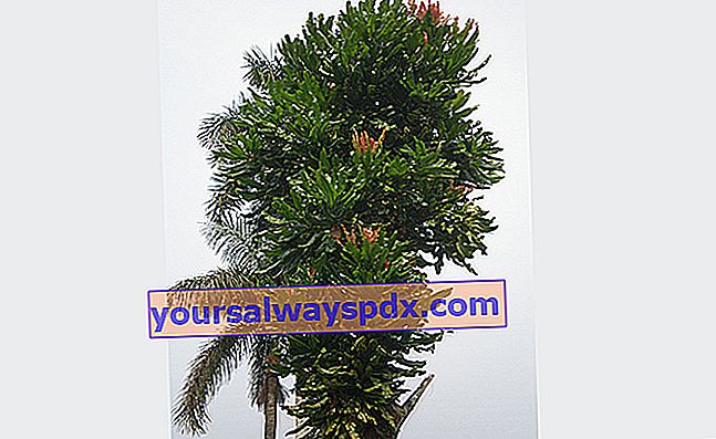 Pokok Azobe (Lophira alata) dari Afrika tropika