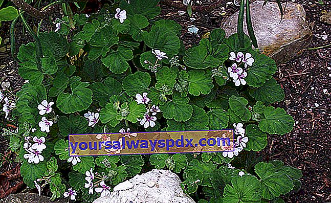trifoliate erodium (Erodium trifolium) dekat dengan erodium berbunga pelargonium (Erodium pelargoniflorum)