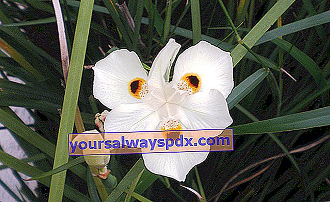 Bunga iris Spanyol (Dietes bicolor) untuk tepi laut