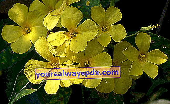 Bunga rami kuning renyah (Reinwardtia indica), berbunga pada musim sejuk
