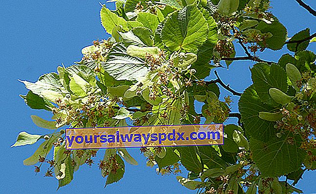 לינדן (טיליה), עץ התה הצמחי