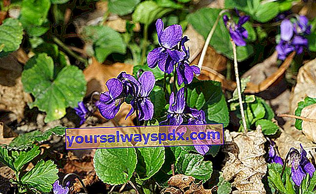 Violetta dolce (viola odorata), fiore da giardino