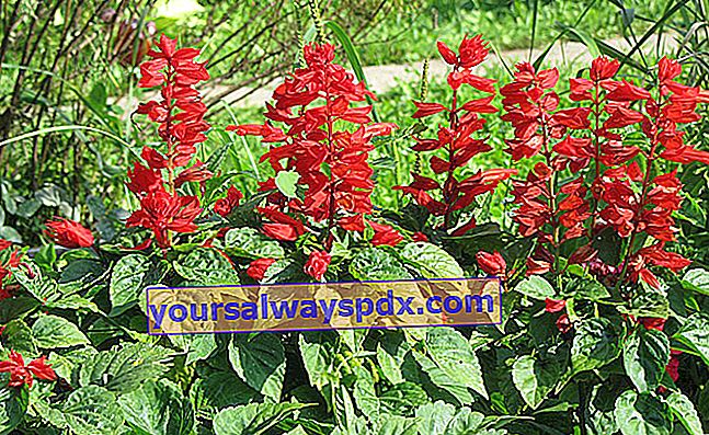 Rød salvie (Salvia splendens): haveblomst, plantning, voksende, pleje