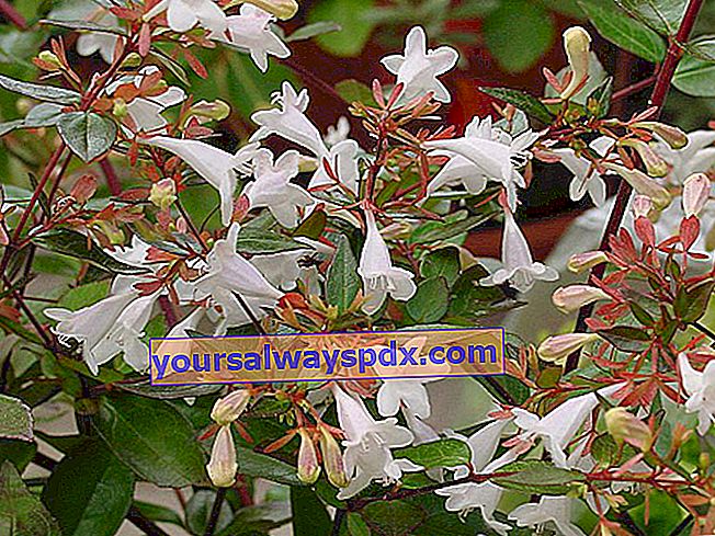 Dyrkning og vedligeholdelse af Abelia (Abelia) - Flerårig busk i haven