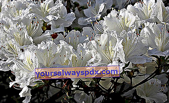 Bunga rhododendron putih