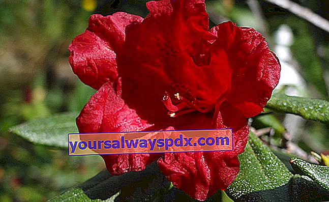 פרח רודודנדרון אדום
