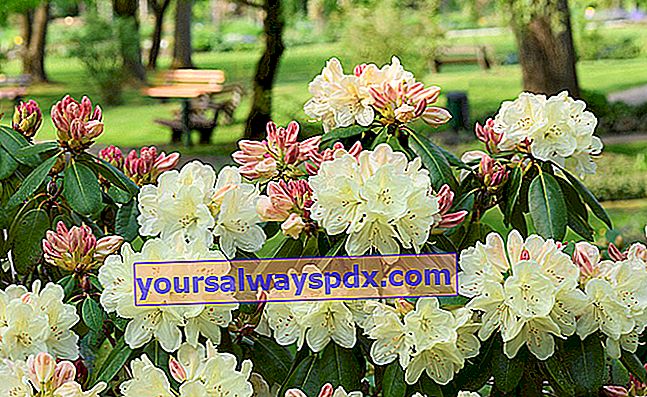 Rhododendron berbunga besar (Rhododendron spp.)