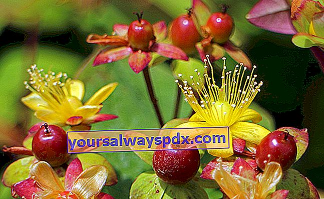 Johanniskraut, gelbe Blüten und Beeren