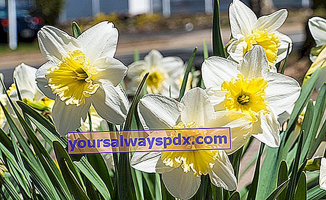 daffodil putih