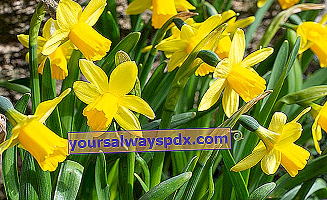 Narcissus atau daffodil (Narcissus spp.)