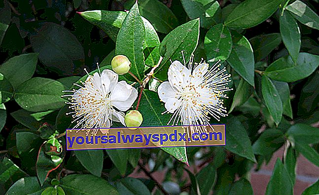 Myrtle biasa (Myrtus communis): tumbuh dan merawat pokok renek