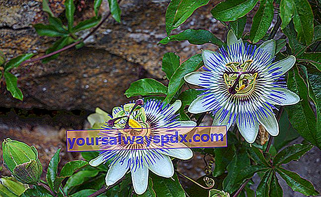 Fiore della passione blu (Passiflora caerulea), un po 'freddo rampicante