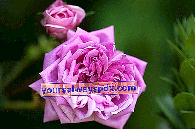 Rose 'Four Seasons Damaskus'